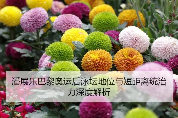 潘展乐巴黎奥运后泳坛地位与短距离统治力深度解析